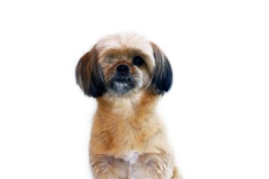 Dışarıya bakan şirin küçük köpek.