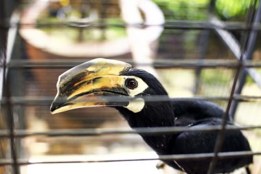 Kafes dışında bakarak Rinoseros