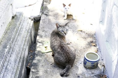 Açık havada a yolunu yitirmek kedi