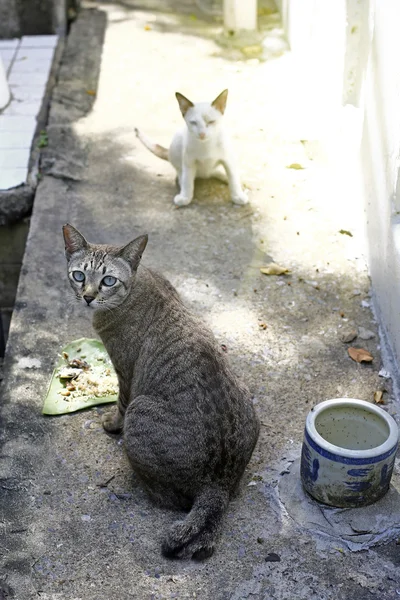 一只流浪猫在户外 — 图库照片