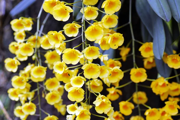 Orquídea selvagem — Fotografia de Stock