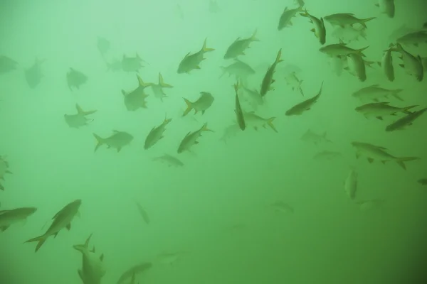 Peces en aguas claras —  Fotos de Stock