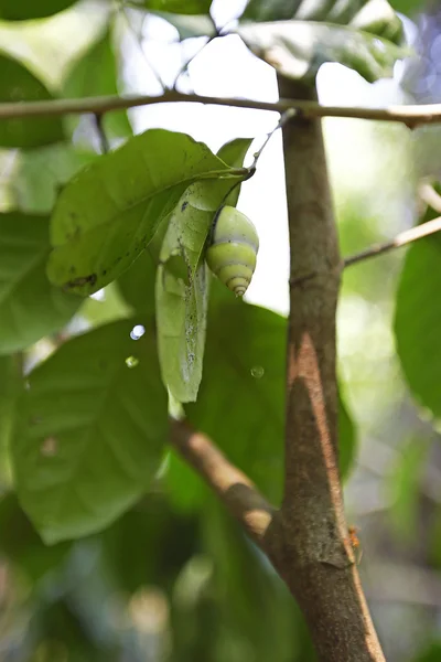 Caracol — Fotografia de Stock