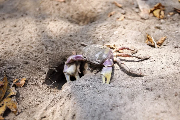 Jambe poilue crabe des montagnes — Photo