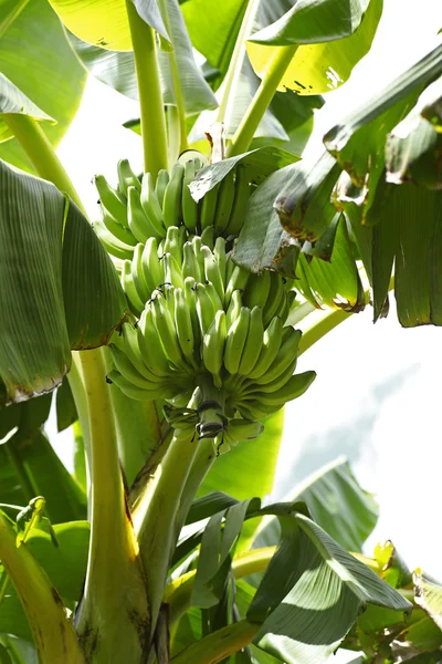 Albero di banane — Foto Stock