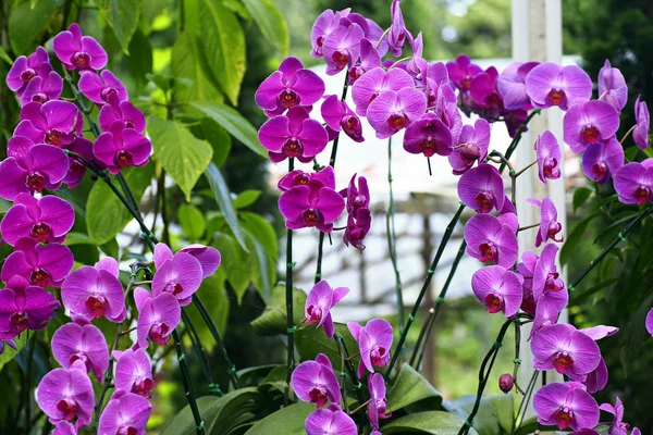 Divoká orchidej — Stock fotografie