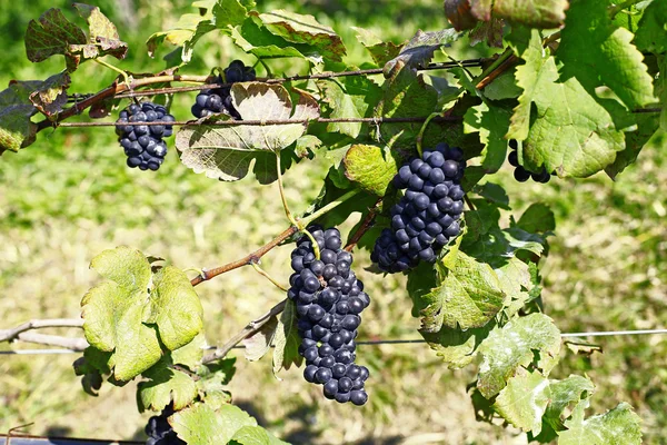 Grapes — Stock Photo, Image