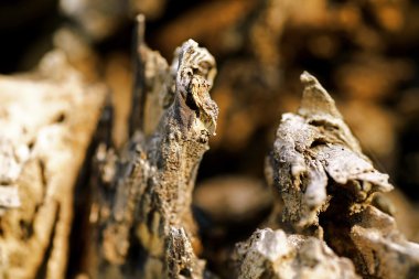 Ormandaki yaşlı düşmüş çürümüş ağaç