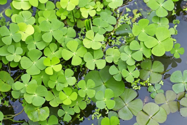 Latar belakang bidang daun Clover Hijau — Stok Foto