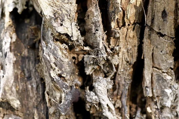 Stary Spasione drzewo gnije w lesie — Zdjęcie stockowe