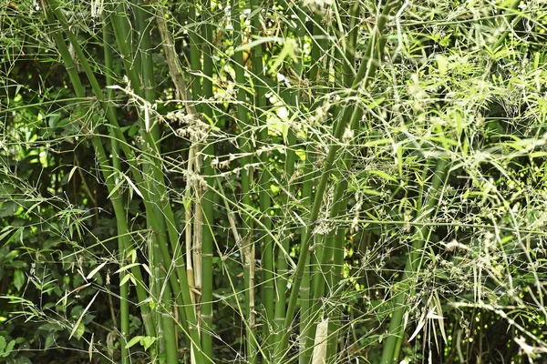 Floresta de bambu — Fotografia de Stock