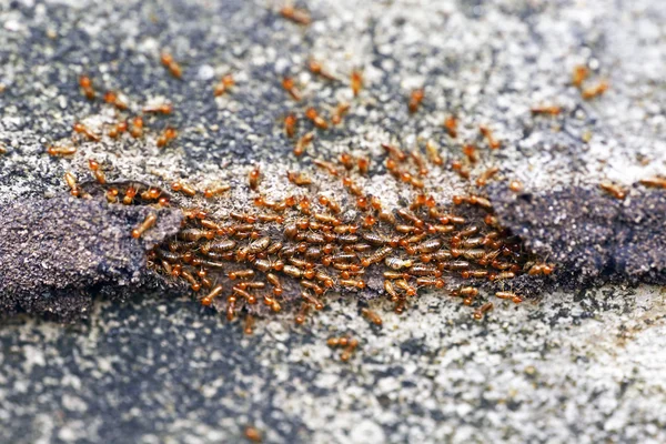 The soldier termite of soil eaters — Stock Photo, Image