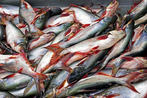 Pangasius pescado en el mercado —  Fotos de Stock