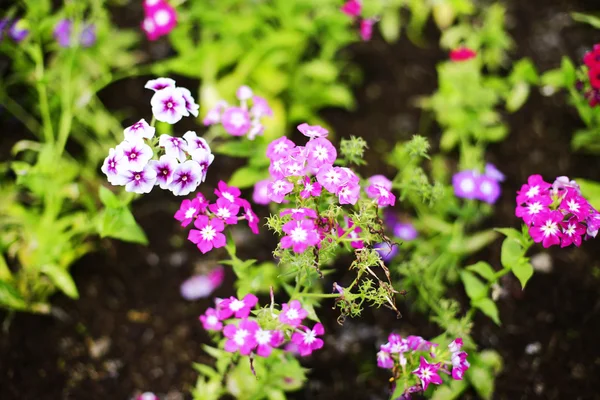 Flor —  Fotos de Stock