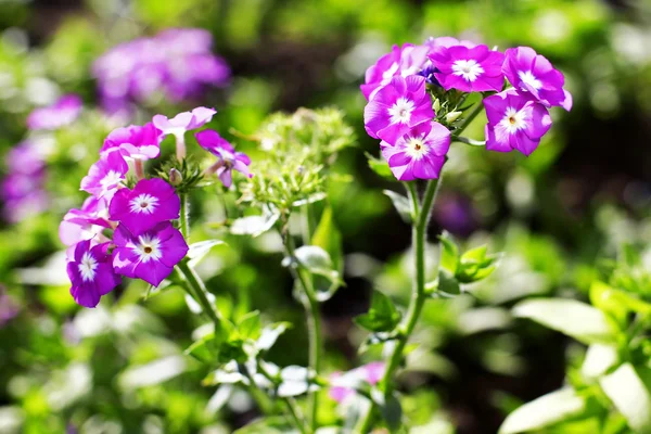 Flor —  Fotos de Stock