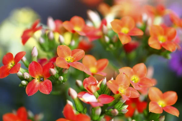 Flor —  Fotos de Stock