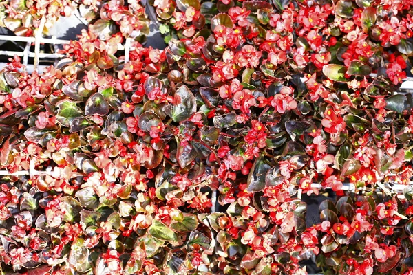 Flower — Stock Photo, Image