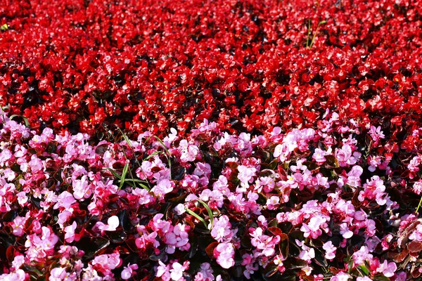 Flower — Stock Photo, Image