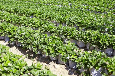 Bahçede çilek yetişiyor.