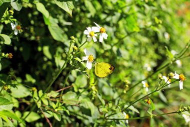 Kral kelebeği bir çiçeğin üzerinde