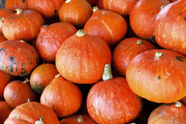 Raw multicolored pumpkins — Stock Photo, Image