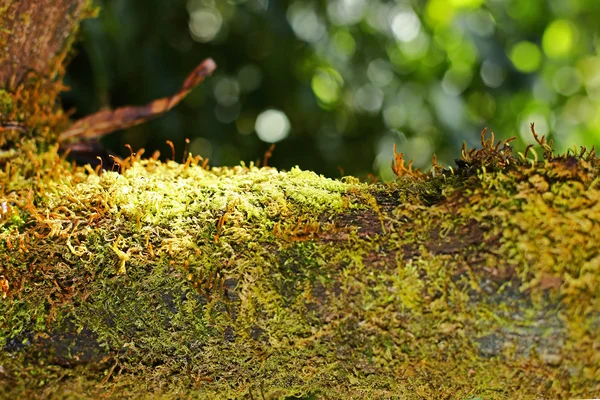 Musgo verde — Fotografia de Stock