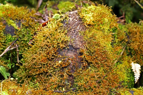 Grünes Moos — Stockfoto