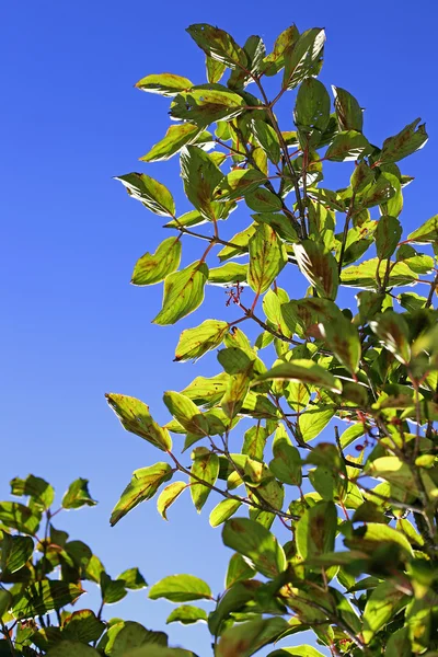 Foglia verde sfondo — Foto Stock