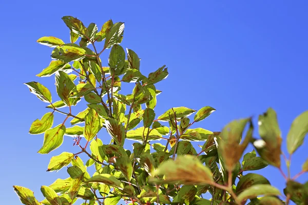 Foglia verde sfondo — Foto Stock