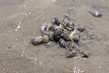 Besin zincirinde Hollanda beach
