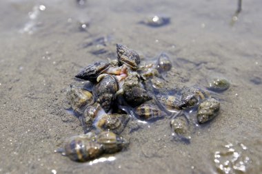 Besin zincirinde Hollanda beach