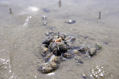 Besin zincirinde Hollanda beach