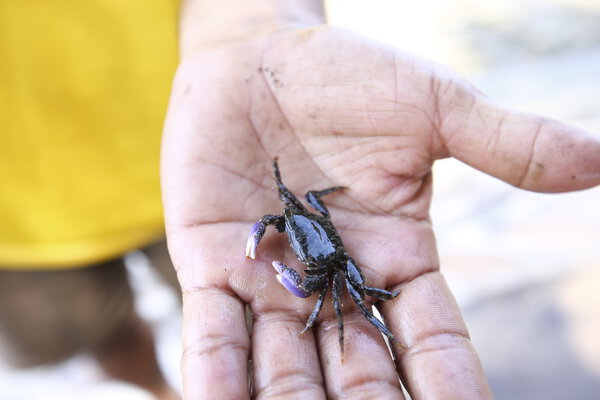 Краб ползает
