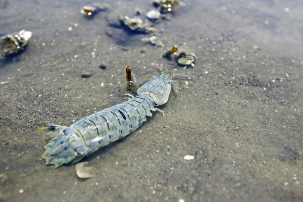 Mantis shrimp on Dutch beach — Stock Photo, Image