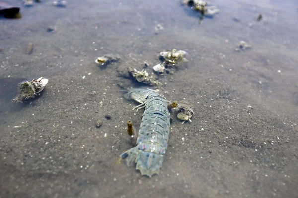 Mantis räkor på nederländska beach — Stockfoto