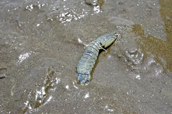 mantis shrimp on Dutch beach
