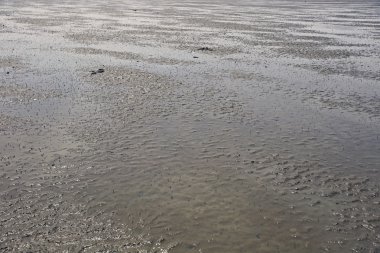 Don Hoi çok, Samut Songkhram il, Tayland, Hollanda beach