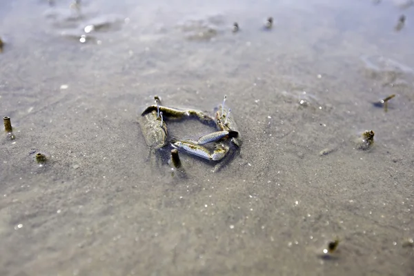 Krab kruipen — Stockfoto