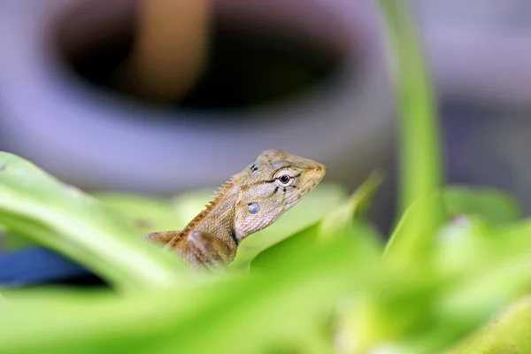 Lagarto jardim — Fotografia de Stock