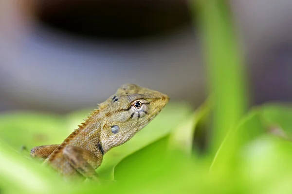 정원 도마뱀 — 스톡 사진