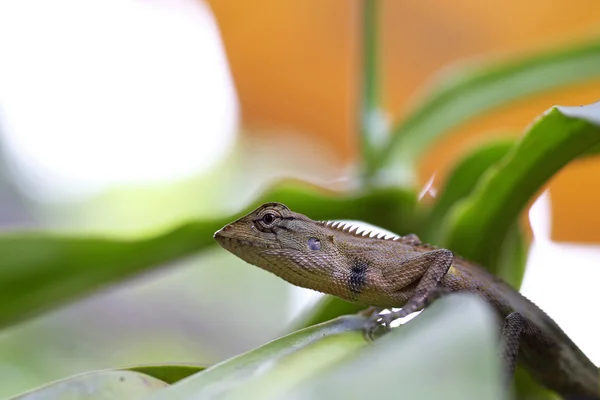 Lagarto jardim — Fotografia de Stock