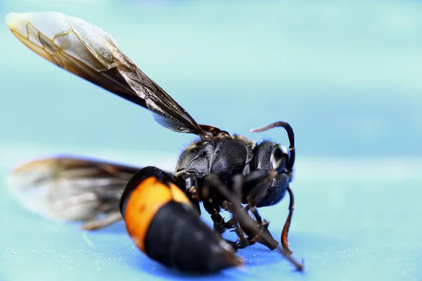 Paper Wasp — Stock Photo, Image