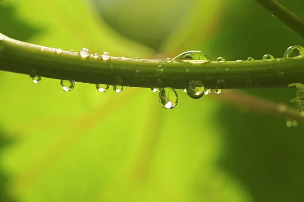 Краплі води — стокове фото