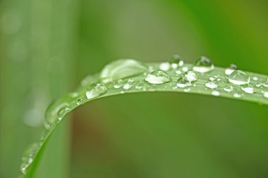 Su damlaları ile güzel yeşil yaprak