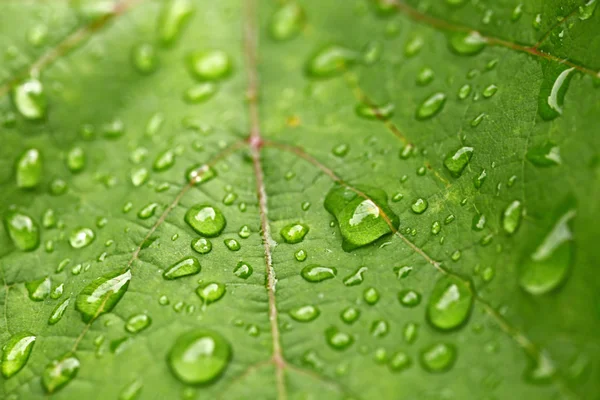 Hermosa hoja verde con gotas de agua — Foto de Stock