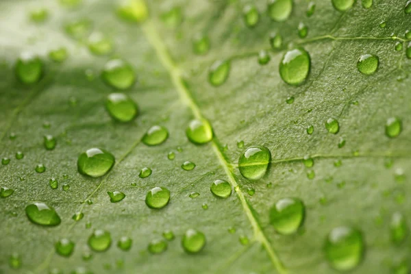 Hermosa hoja verde con gotas de agua — Foto de Stock