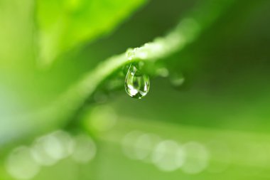 Su damlaları ile güzel yeşil yaprak
