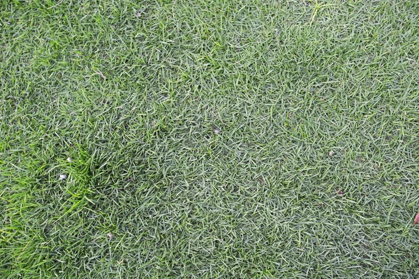 Буш зеленой травы с луга — стоковое фото