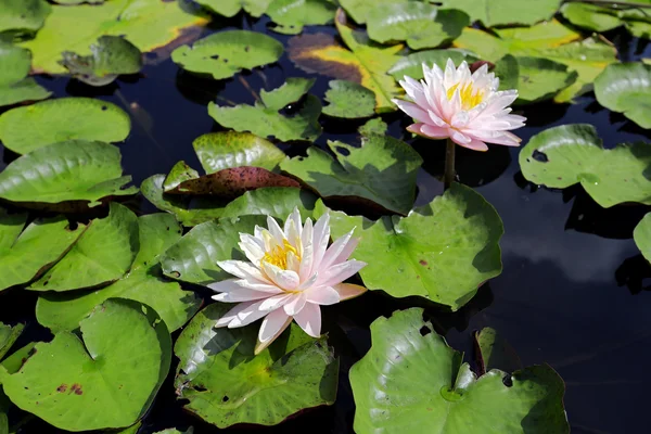 Красочная водяная лилия, растущая в пруду . — стоковое фото