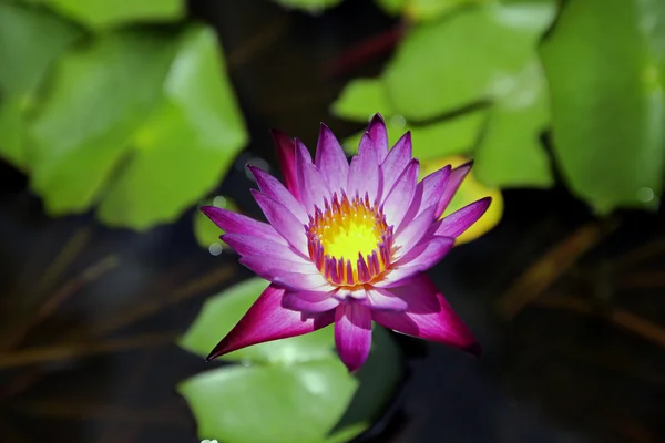 Bir su birikintisi içinde büyüyen bir renkli nilüfer. — Stok fotoğraf